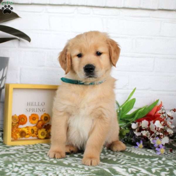 Titus, Golden Retriever Puppy