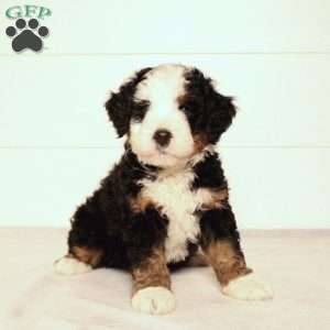Titus, Mini Bernedoodle Puppy