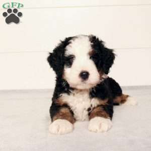 Titus, Mini Bernedoodle Puppy