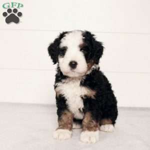 Titus, Mini Bernedoodle Puppy