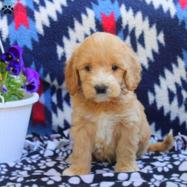 Toby, Mini Goldendoodle Puppy