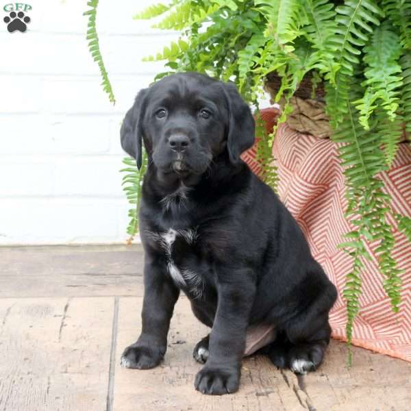Toby, Labrador Mix Puppy