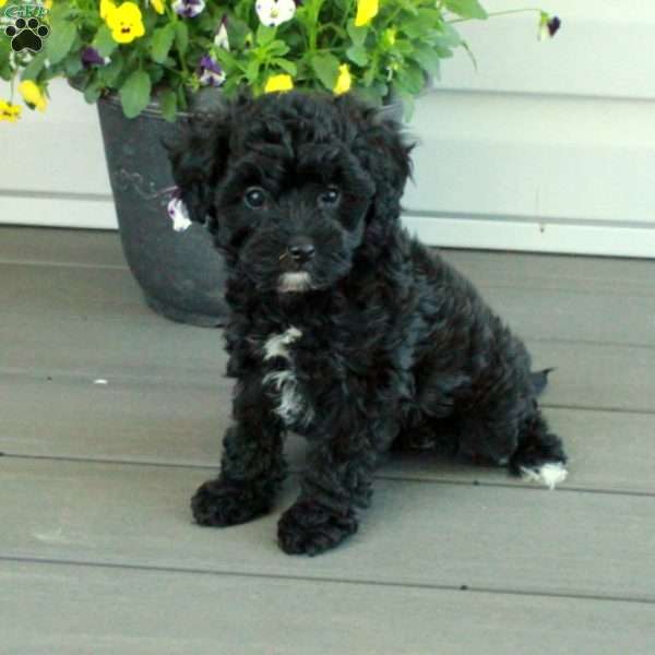 Toby, Yorkie Poo Puppy