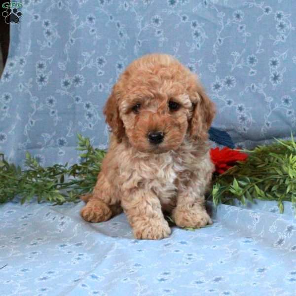 Toby, Cockapoo Puppy