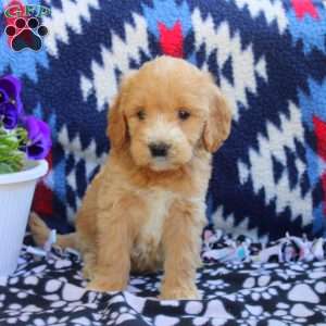 Toby, Mini Goldendoodle Puppy