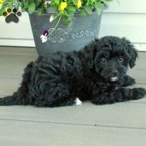 Toby, Yorkie Poo Puppy