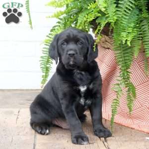 Toby, Labrador Mix Puppy