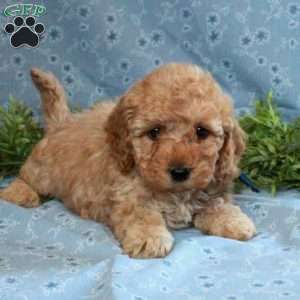 Toby, Cockapoo Puppy