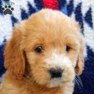 Toby, Mini Goldendoodle Puppy
