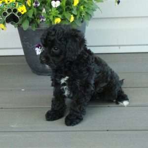 Toby, Yorkie Poo Puppy