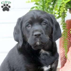 Toby, Labrador Mix Puppy
