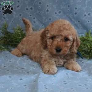 Toby, Cockapoo Puppy