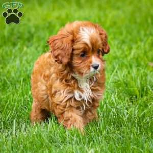 Toby, Cavapoo Puppy