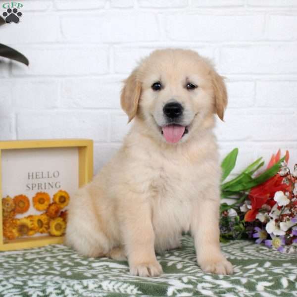Toby, Golden Retriever Puppy
