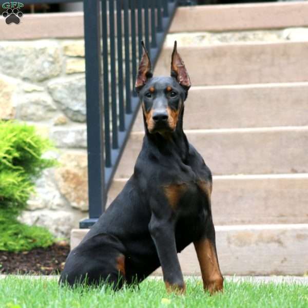 Toby, Doberman Pinscher Puppy