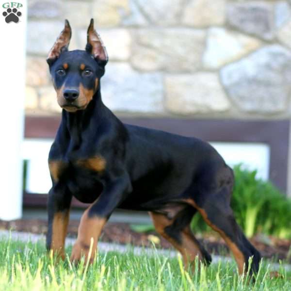 Toby, Doberman Pinscher Puppy
