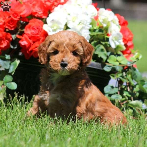Toby, Goldendoodle Puppy