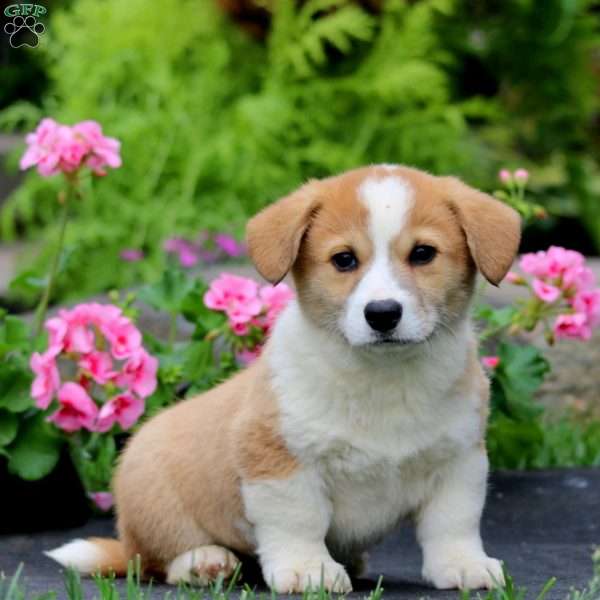 Toby, Welsh Corgi Mix Puppy