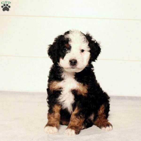 Toby, Mini Bernedoodle Puppy