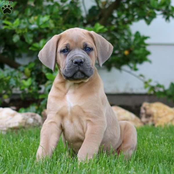 Toby, Cane Corso Puppy