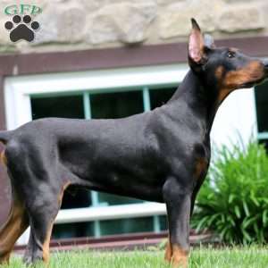 Toby, Doberman Pinscher Puppy