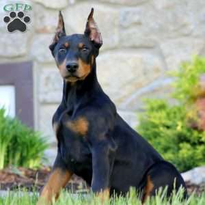 Toby, Doberman Pinscher Puppy