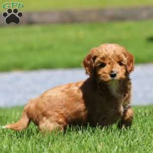 Toby, Goldendoodle Puppy