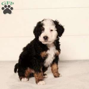 Toby, Mini Bernedoodle Puppy