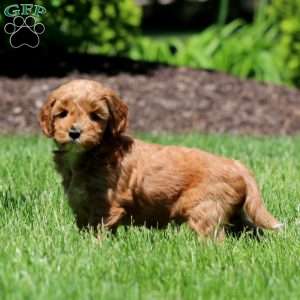 Toby, Goldendoodle Puppy