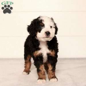 Toby, Mini Bernedoodle Puppy