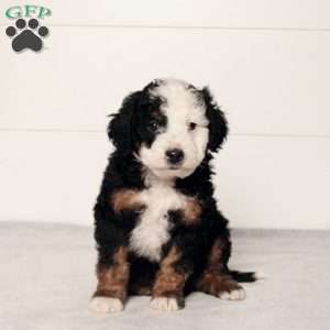 Toby, Mini Bernedoodle Puppy