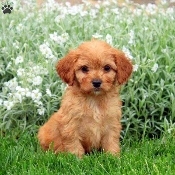 Todd, Cavapoo Puppy