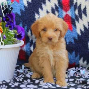 Todd, Mini Goldendoodle Puppy
