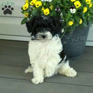 Todd, Yorkie Poo Puppy