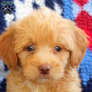 Todd, Mini Goldendoodle Puppy