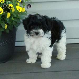 Todd, Yorkie Poo Puppy