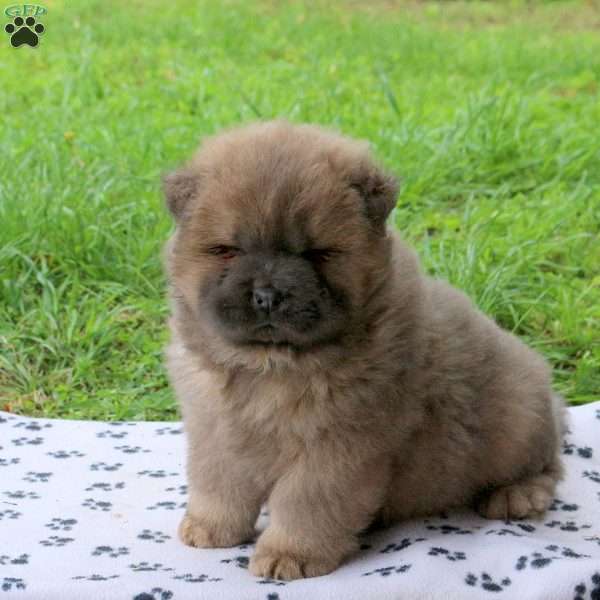 Toffee, Chow Chow Puppy