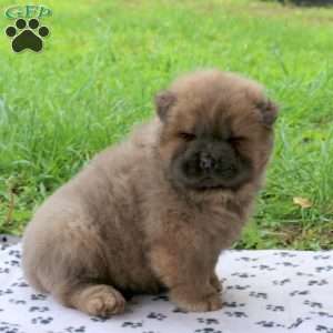 Toffee, Chow Chow Puppy