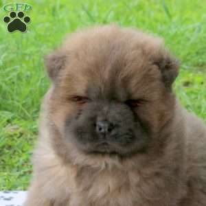 Toffee, Chow Chow Puppy