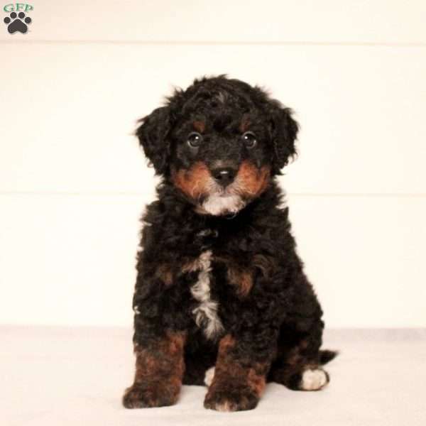 Tommy, Mini Bernedoodle Puppy