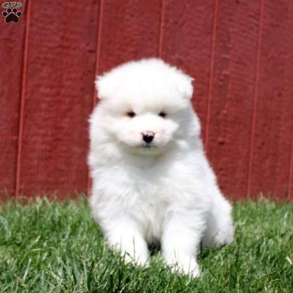 Tommy, Samoyed Puppy