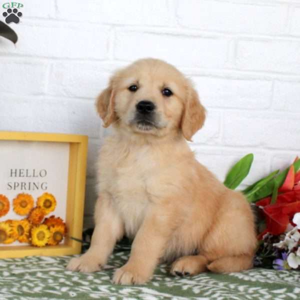 Tommy, Golden Retriever Puppy