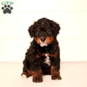 Tommy, Mini Bernedoodle Puppy