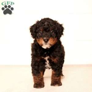 Tommy, Mini Bernedoodle Puppy