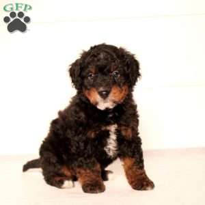 Tommy, Mini Bernedoodle Puppy