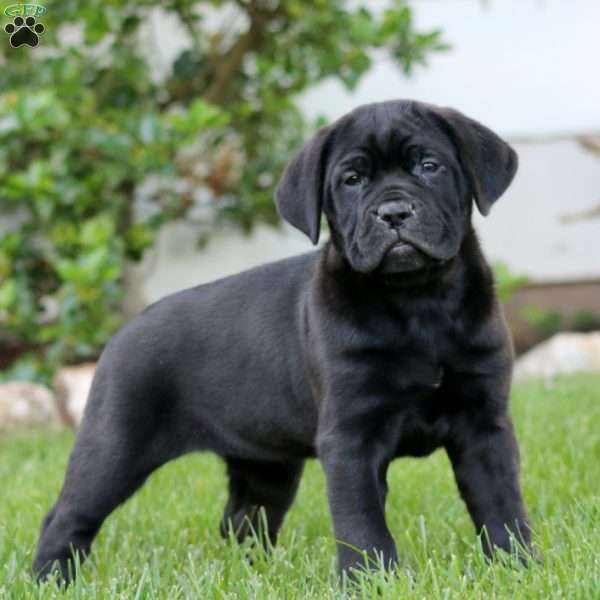 Tonya, Cane Corso Puppy