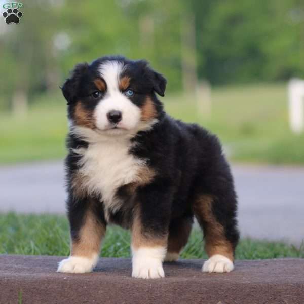 Tonya, Australian Shepherd Puppy