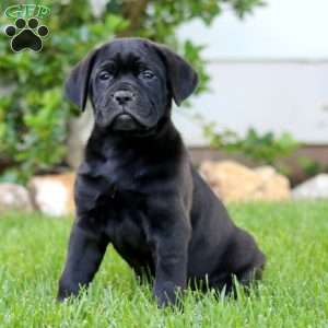 Tonya, Cane Corso Puppy