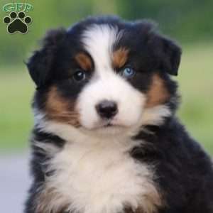 Tonya, Australian Shepherd Puppy