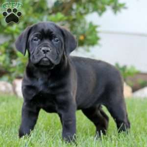 Tonya, Cane Corso Puppy